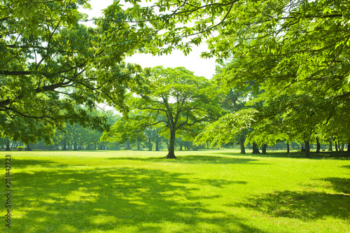 Fototapeta Naklejka Na Ścianę i Meble -  Garden tree