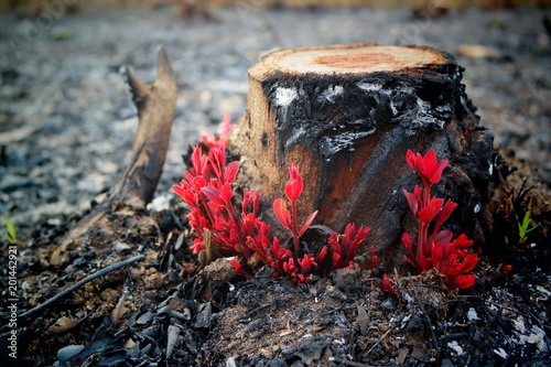 Dont distrust the nature If they start Revenge nothing Will Left