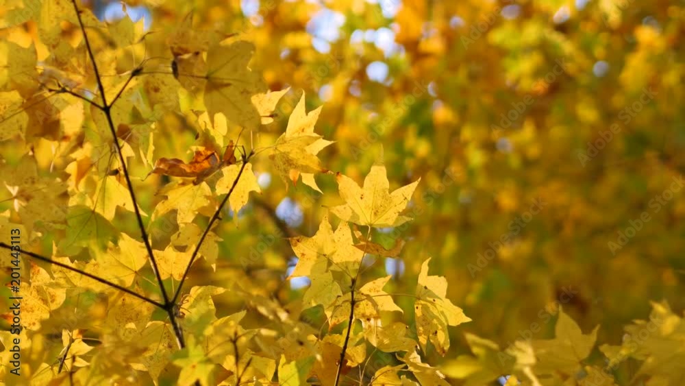The rays of the sun illuminate the golden trees. Colorful autumn in the park. Nature video. Park landscape. 4K, 3840*2160, high bit rate, UHD The rays of the sun illuminate the golden trees. Colorful autumn in the park. Nature video. Park landscape. 4K, 3840*2160, high bit rate, UHD