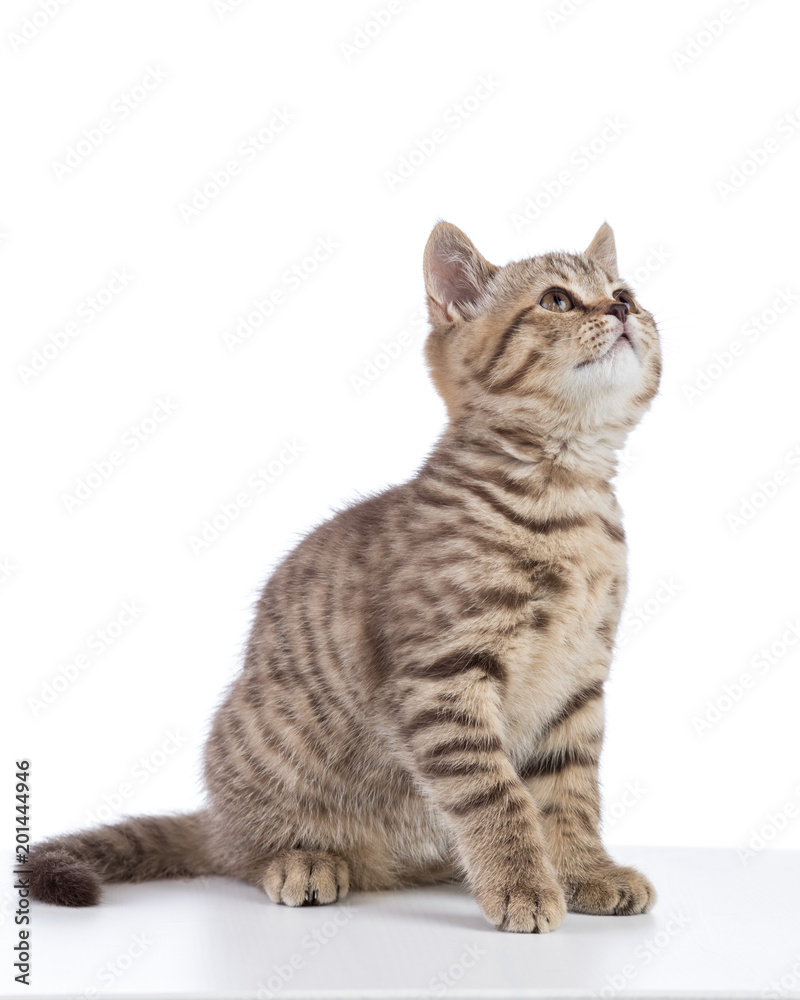 Scottish cat kitten looking up. Isolated on white background