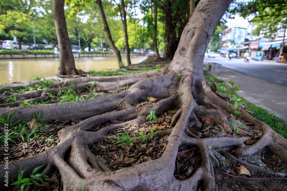Roots spread wide along the Chiang Mai canal protecting the Old City Roots spread wide along the Chiang Mai canal protecting the Old City