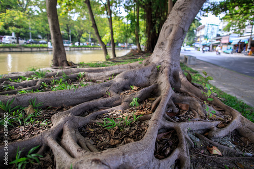 Roots spread wide along the Chiang Mai canal protecting the Old City