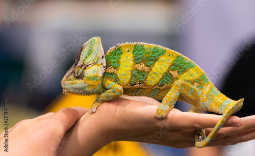 Big chameleon in a petting reptile zoo
