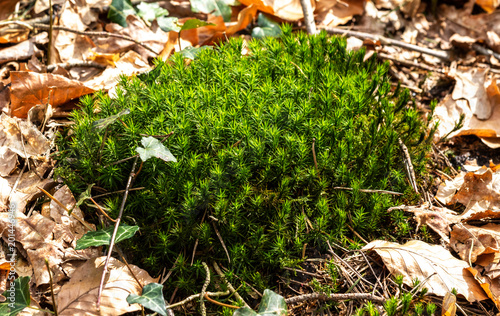 Moospflanze am Waldboden photo