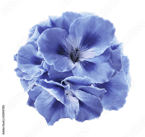 Fototapeta Naklejka Na Ścianę i Meble -  A bouquet of light blue begonias on  a white  isolated background with clipping path.  Close-up without shadows. Nature.