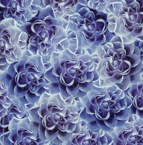 Vintage floral blue-white beautiful background. Flower composition. Bouquet of flowers from blue roses. Close-up. Nature. © nadezhda F