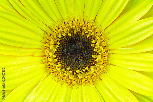 Close-up of a Yellow Daisy