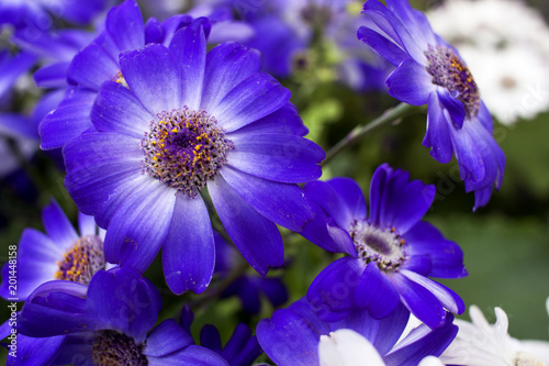 Bouquet of decorative flowers