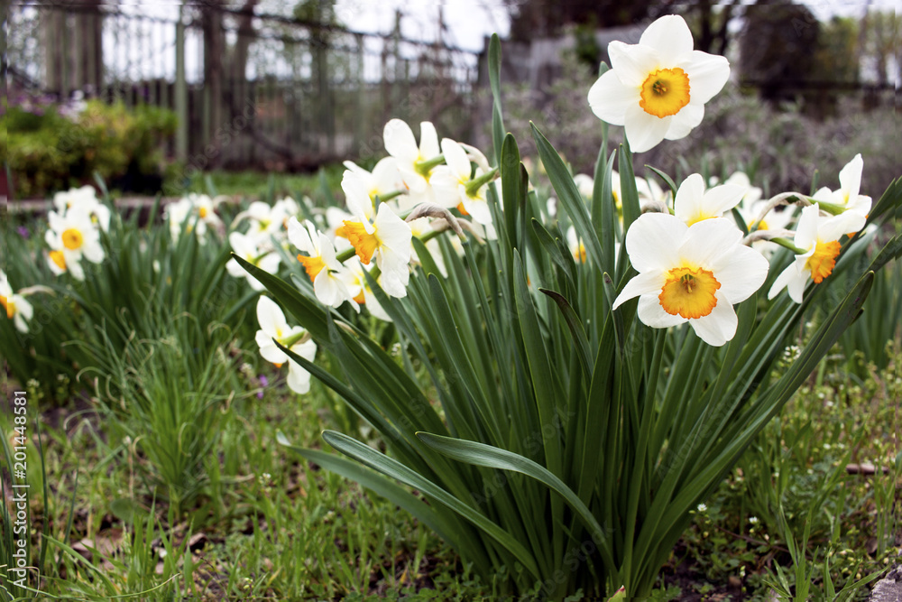 The white daffodils blossomed on the meadow The white daffodils blossomed on the meadow