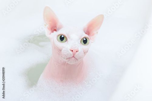 Light Pink Sphynx Cat in bath with foam