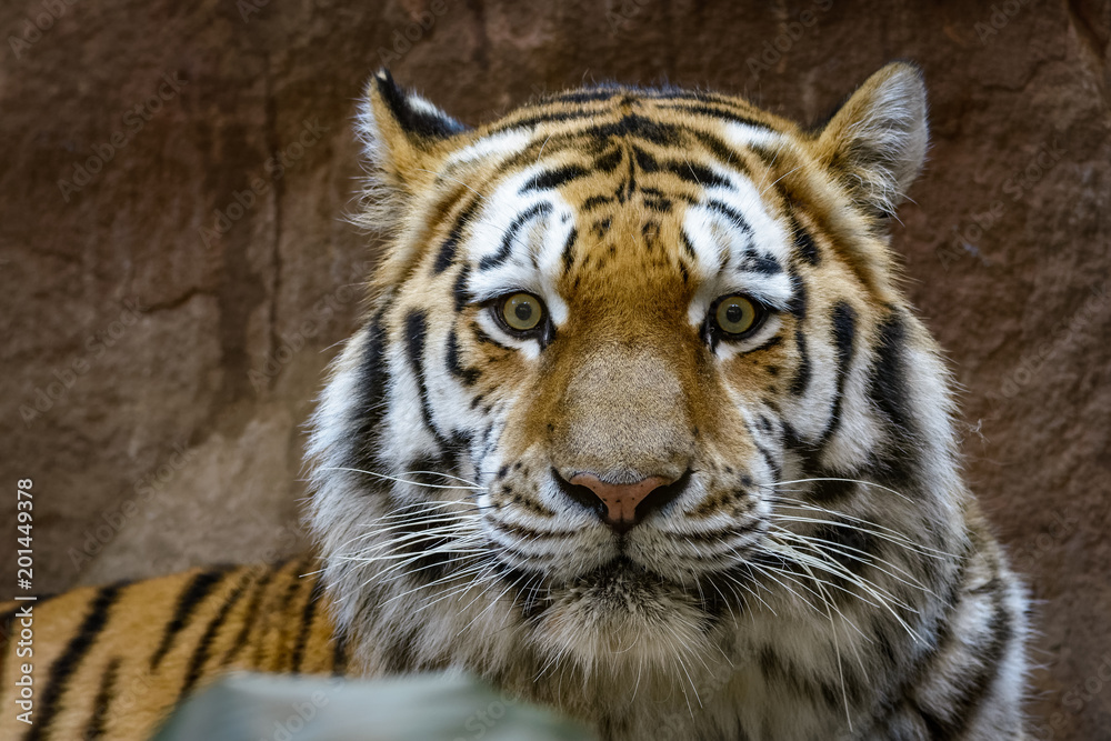 Naklejka premium Male siberian tiger looking at the camera
