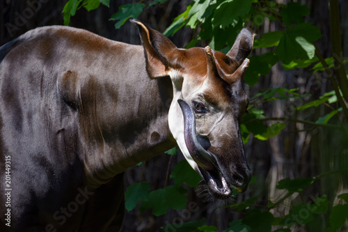 Foto Okapi licking its face