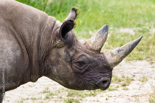 Northern black rhino