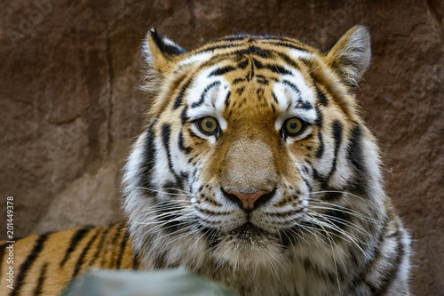 Male siberian tiger looking at the camera