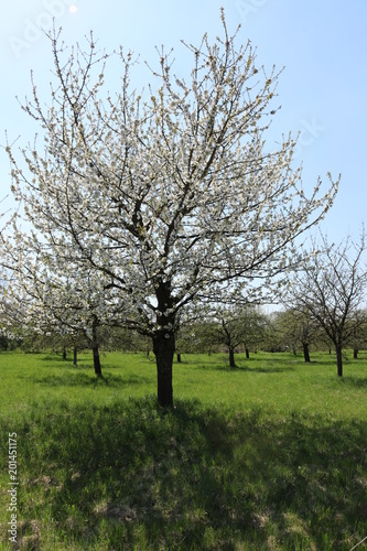 Obstbaumplantage mit blühenden Apfelbäumen und Kirschbäumen im Frühling