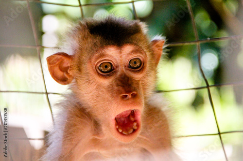 Monkey expression or meme are captured © Jacob