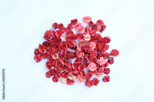 Dry flowers petals isolated on white background.