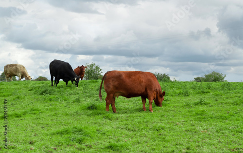 Irish cows on the meadow