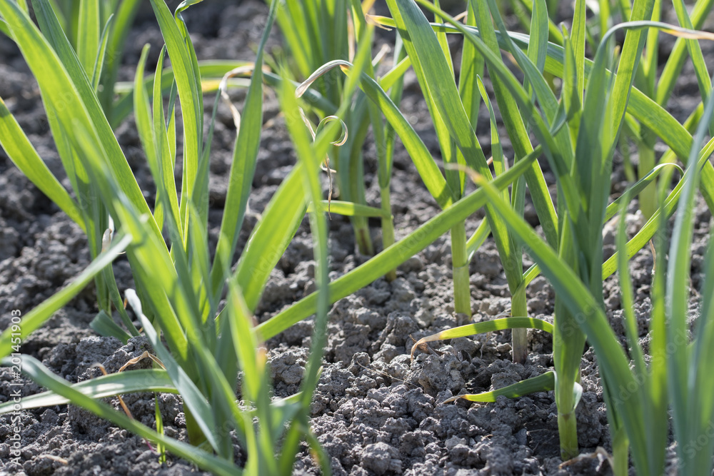 Obraz premium Green stems of planted garlic in the field. 