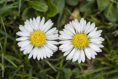 Daisy flowers in the grass.