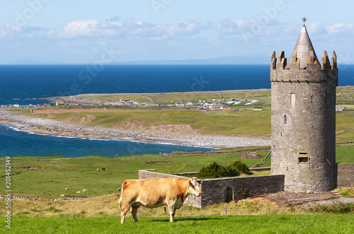 Doonagore castle with Irish cow in Doolin - Ireland