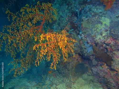 Gorgonian coral