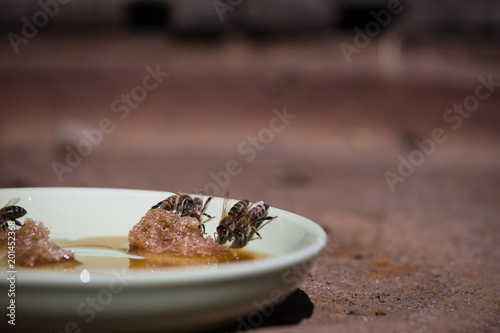 Bees eating shaggy sugar lying on a plate close up