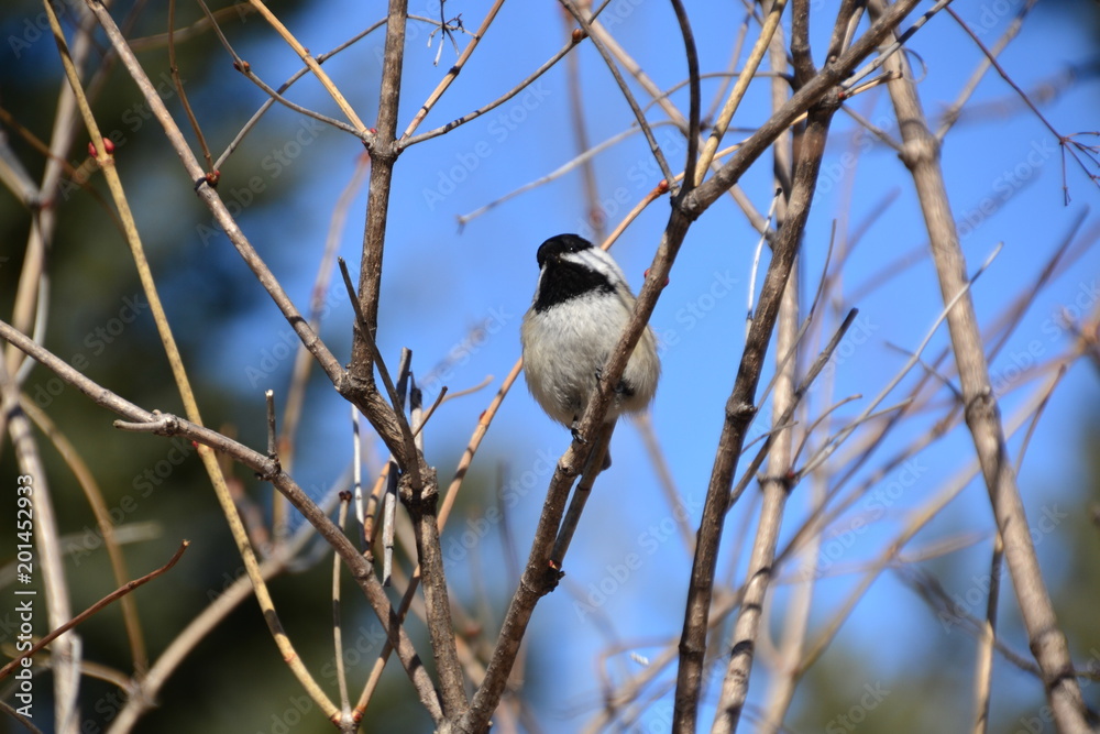 Naklejka premium Black-capped Chickadee in a Tree 1