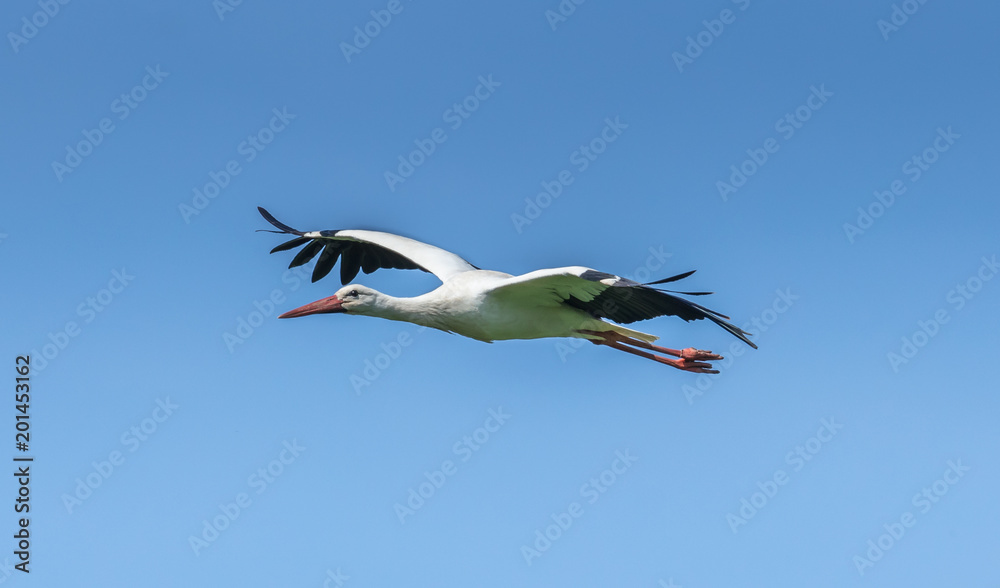 weißstorch weißstorch