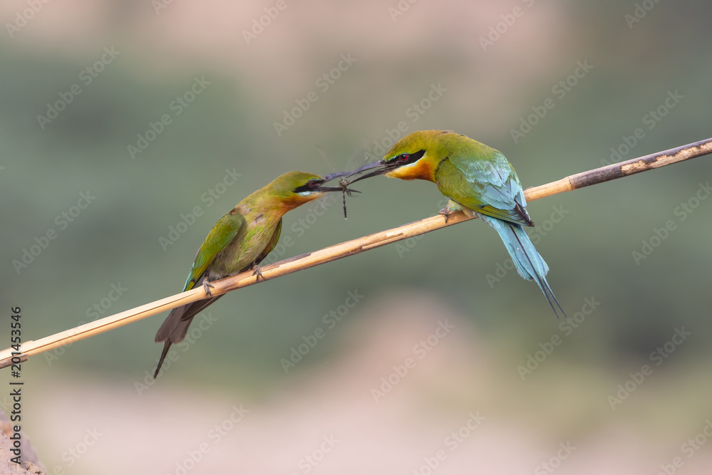 Blue tailed bee eater Blue tailed bee eater