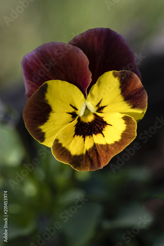 Brown-yellow flower of violet.