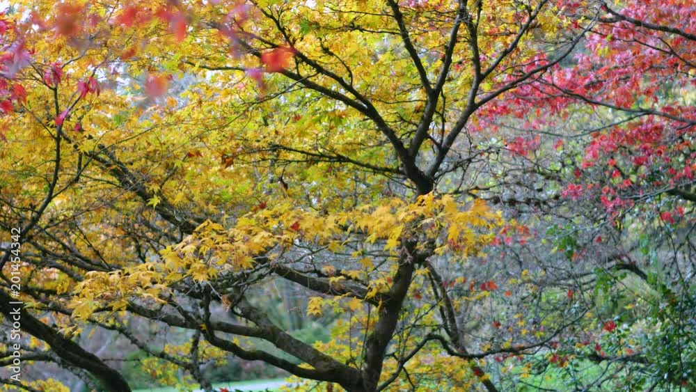 Sunny alleys of the park. Bright colors of autumn. Nature video. Park landscape. 4K, 3840*2160, high bit rate, UHD Sunny alleys of the park. Bright colors of autumn. Nature video. Park landscape. 4K, 3840*2160, high bit rate, UHD