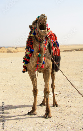 Egyptian camel on the desert
