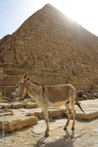 Donkey under pyramid