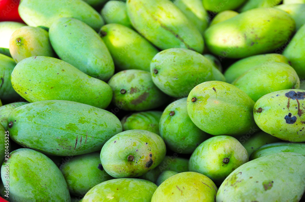 Mango Sour taste and sweet fruits with high season from tropical trees in garden Mango Sour taste and sweet fruits with high season from tropical trees in garden