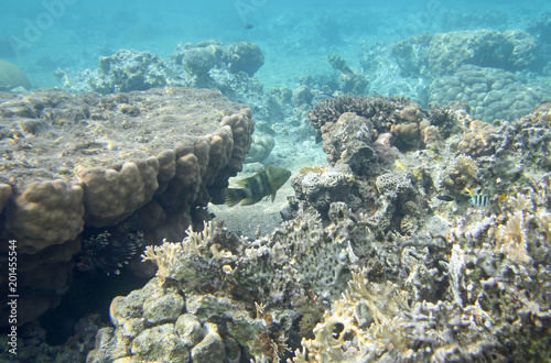 Fototapeta Naklejka Na Ścianę i Meble -  Beautiful coral reef in red sea