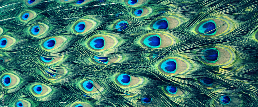 Obraz premium beautiful multicolored peacock feathers, natural texture, background, panorama
