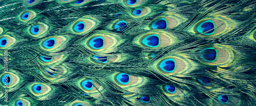 beautiful multicolored peacock feathers, natural texture, background, panorama