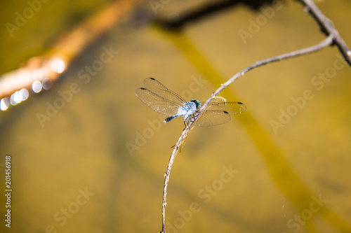 Light Blue Dragonfly On Twig #1