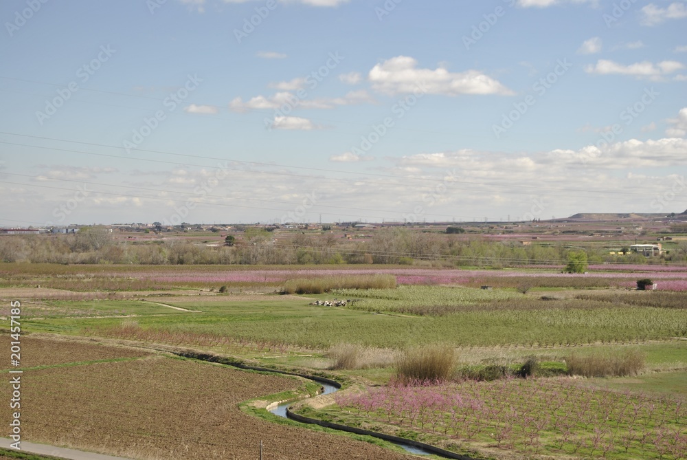 Paisaje con melocotoneros en flor, frutales, rosa, en primavera