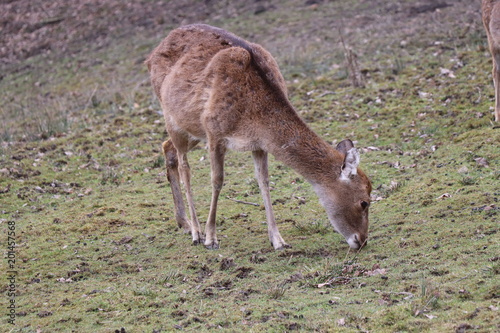 A brown deer without antlers eating grass.