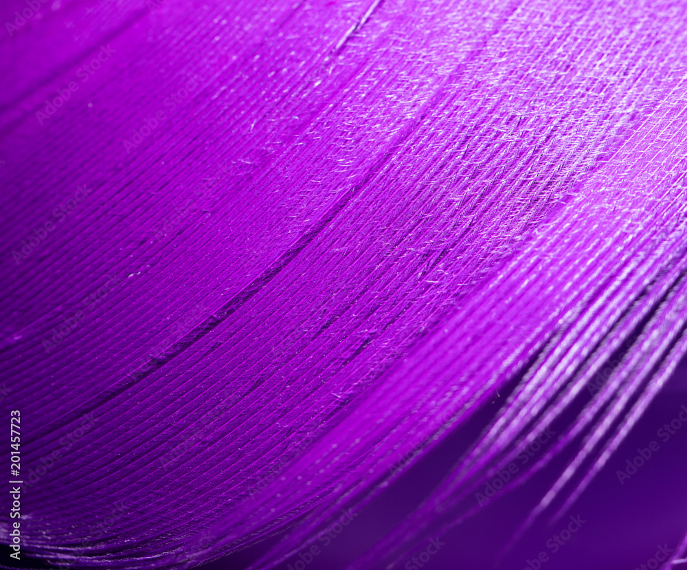 Obraz premium Purpurowe pióro jako abstrakcyjne tło