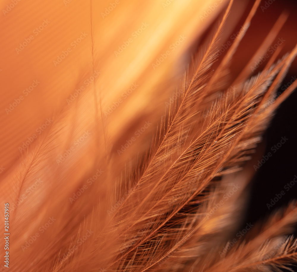 Orange feather as an abstract background Orange feather as an abstract background