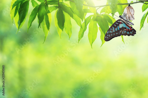 Butterfly change Chrysalis