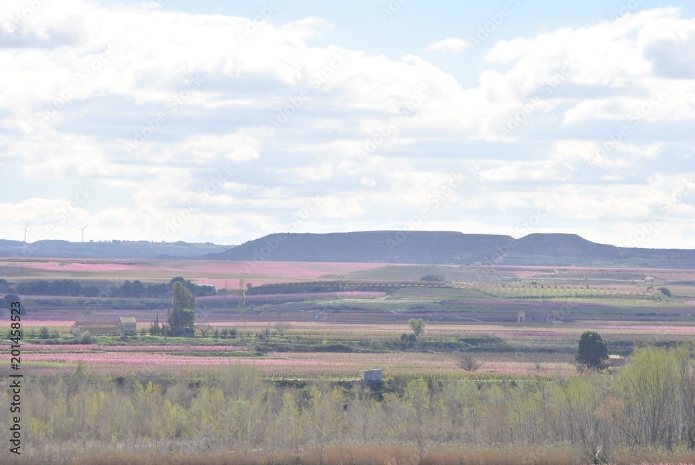 Paisaje con melocotoneros en flor, frutales, rosa, en primavera