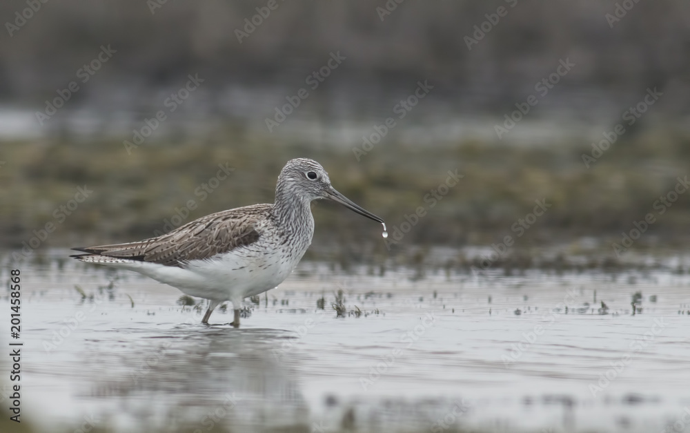 Common Greenshank (Tringa nebularia) Common Greenshank (Tringa nebularia)