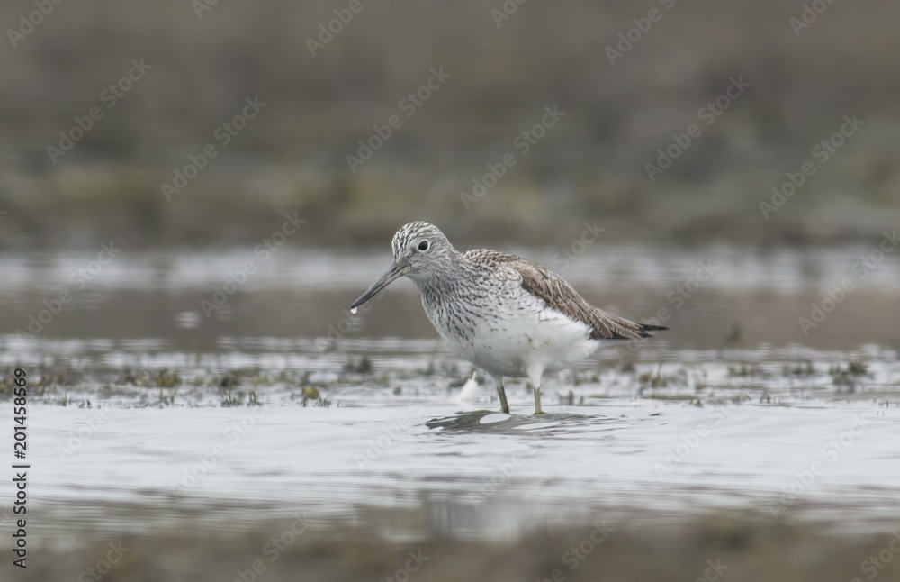 Common Greenshank (Tringa nebularia) Common Greenshank (Tringa nebularia)