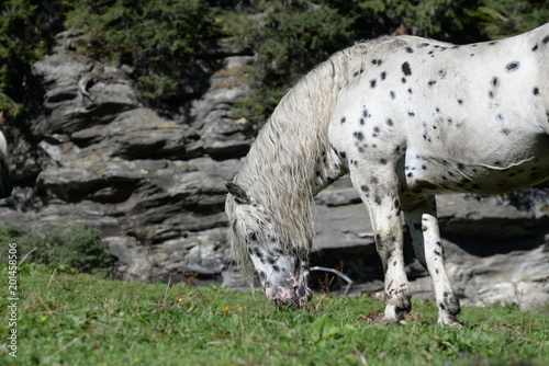 spottet, huge spottet stallion in front of gray rocks