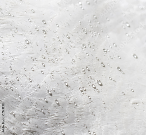 Water drops on white feathers of a bird as a background