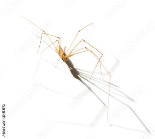 Spider with shadow on white background